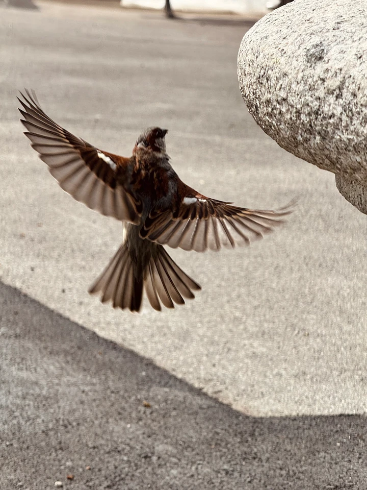 Moineau en vol, ailes déployées, au-dessus du sol près d’une pierre.